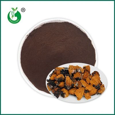 Chaga ekstrè Powder