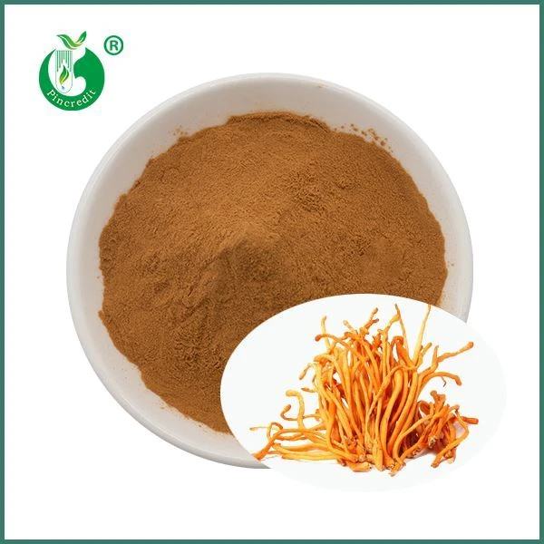 Organic Cordyceps djondjon Militaris ekstrè